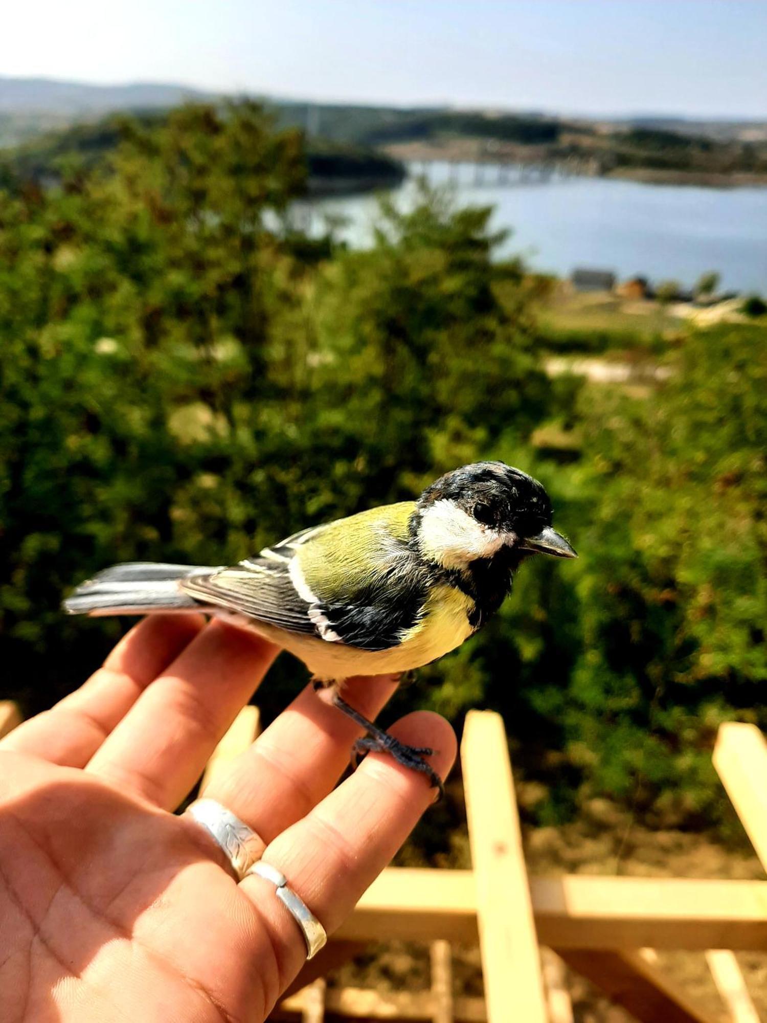 Vidikovac Golo Brdo Villa Knic Dış mekan fotoğraf